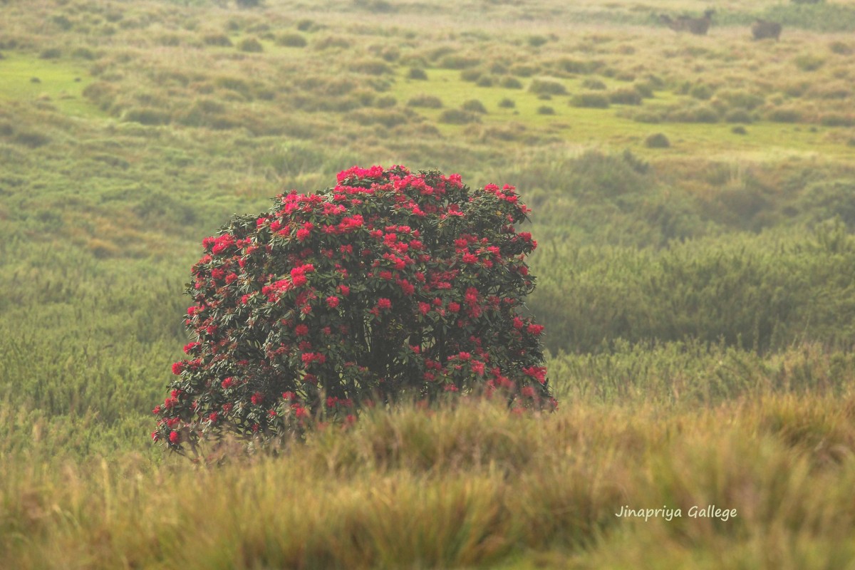 Rhododendron arboreum subsp. zeylanicum (Booth) Tagg